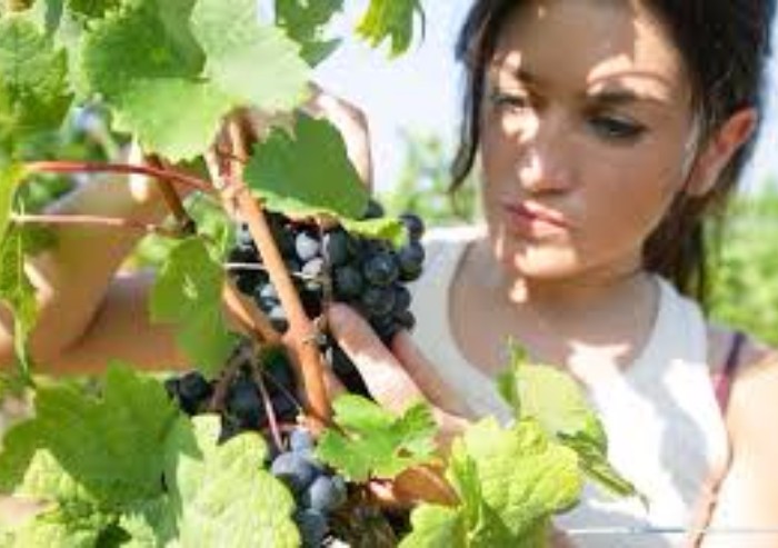 I giovani riscoprono l'agricoltura: boom di imprese under 35