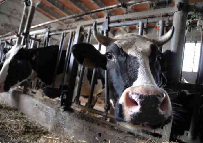 Caldo, animali a rischio: nelle stalle scatta l'emergenza