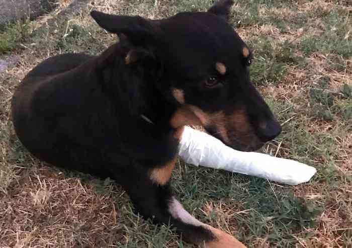 Cane spaventato dal temporale si lancia dal secondo piano