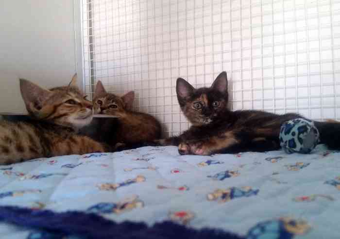 Magreta, trenta gatti da adottare e a gestire il gattile è Caleidos