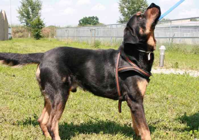 Canile Modena, ogni anno a Caleidos vanno 256mila euro