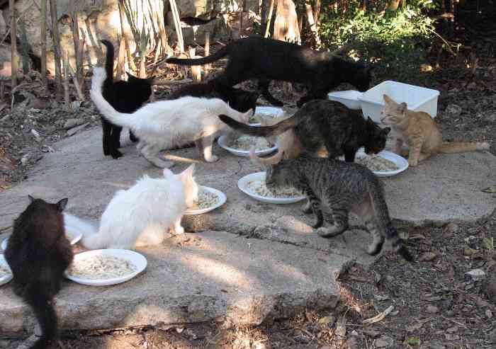Gatti senza cibo a Sassuolo, dai volontari un appello