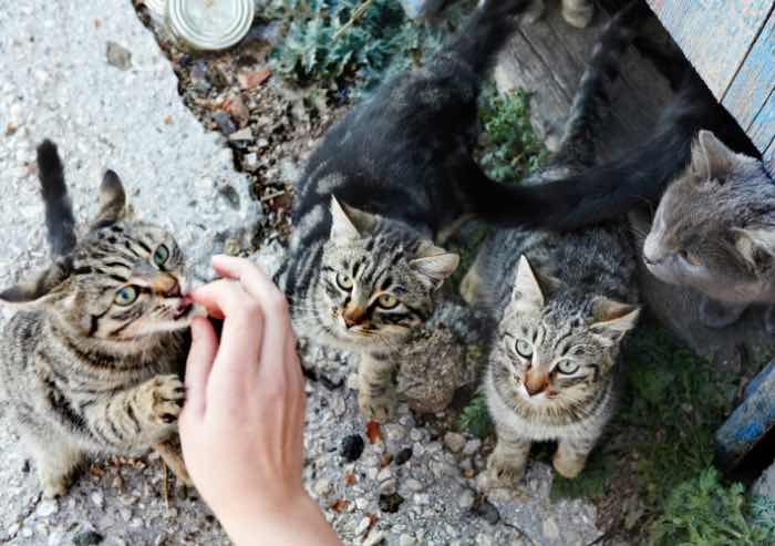 Colonie feline, a Modena sono più di 2mila