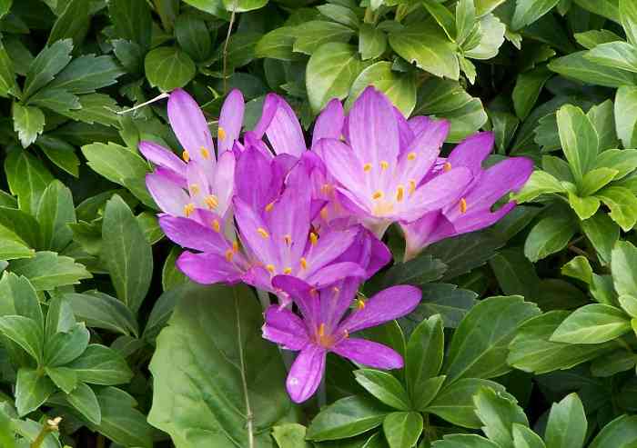 Scambiano colchico autunnale per zafferano: famiglia intossicata