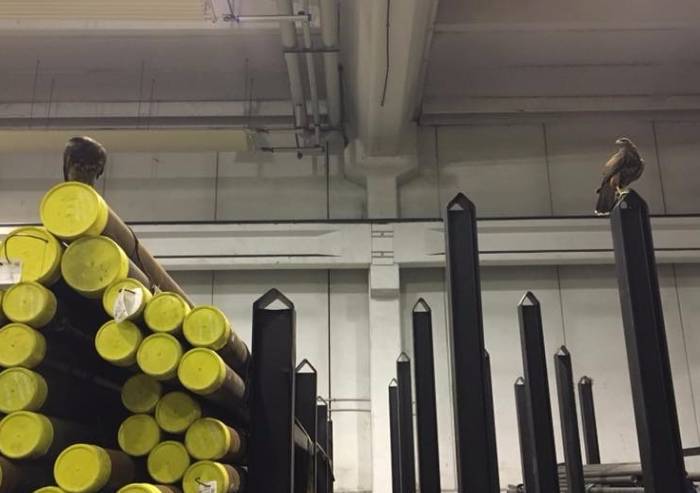 Ex Aem, il Comune 'arruola' tre falchi per allontanare i piccioni