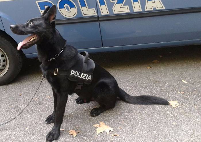 Mirandola, arrestato uno spacciatore 28enne