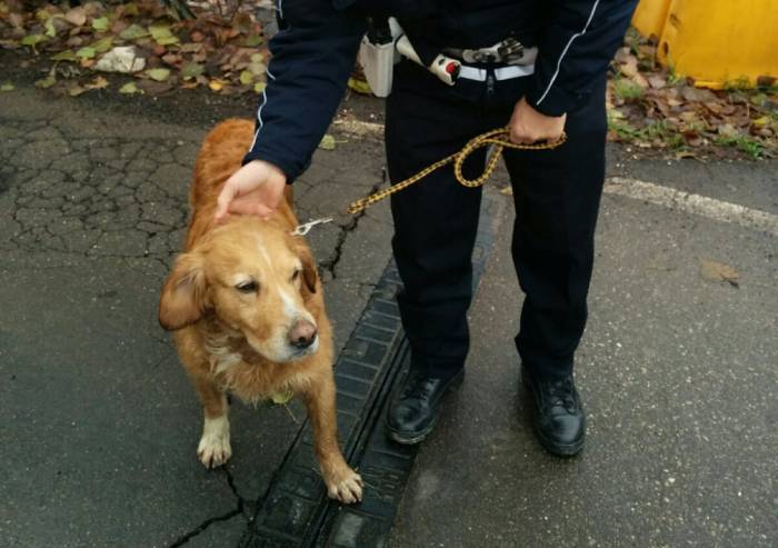 La Polizia Municipale salva un cane dalla piena