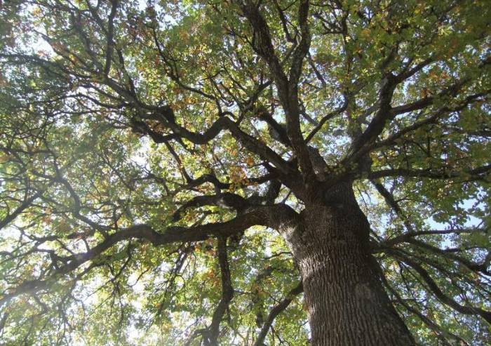 'Io sono un albero infelice e vi racconto la Modena che vedo'
