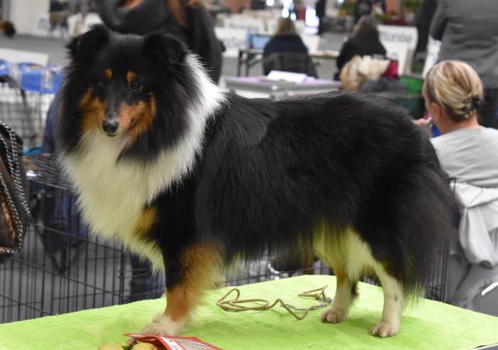 Banoffee il cane più bello dell' Esposizione Internazionale di Modena