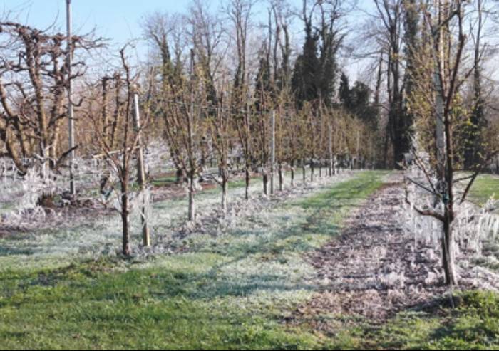 Gelo a primavera: a rischio albicocche, susine e kiwi