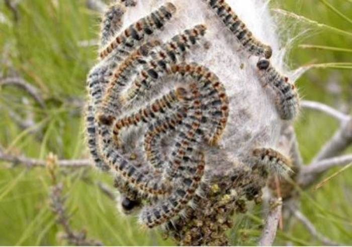 Processionaria, la nuova minaccia: trovati nidi a Cavezzo