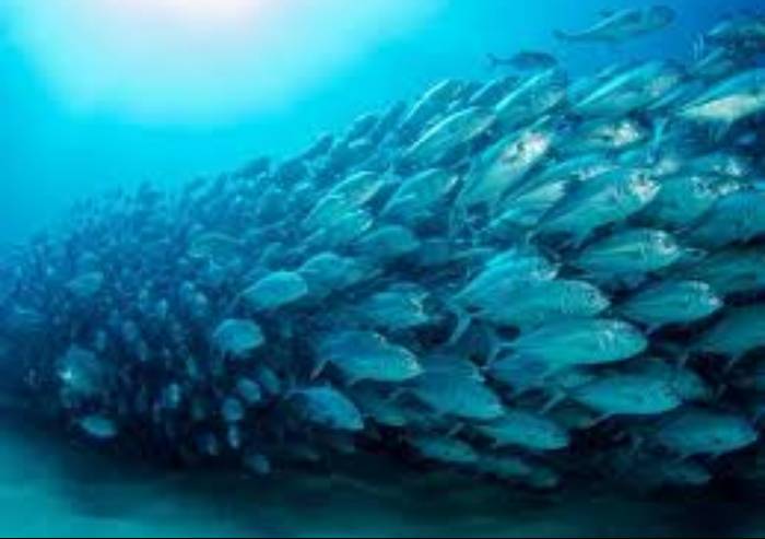 Marr, ok alla certificazione di controllo della filiera ittica