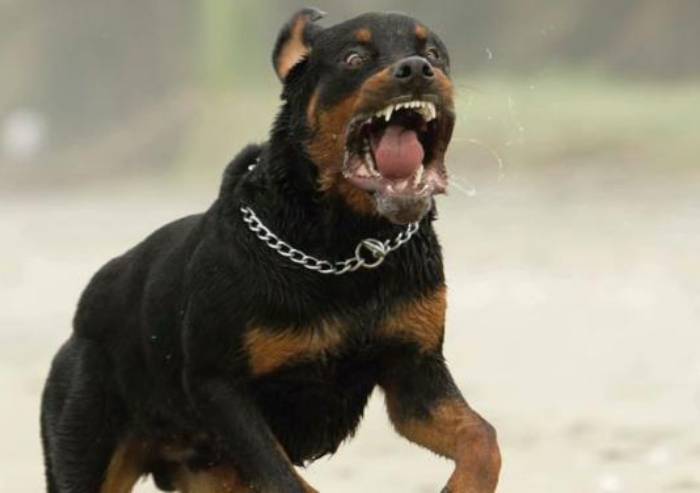 Due rottweiler senza guinzaglio uccidono cagnolina e il padrone scappa