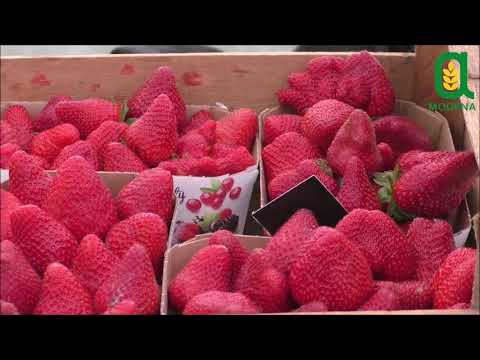 A Cavezzo c'è Il Posto delle Fragole