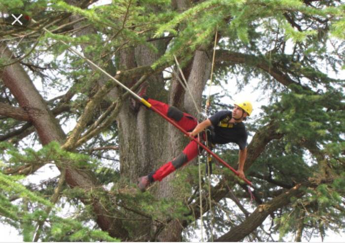 Sassuolo al via lavori di potatura nei parchi e nelle strade cittadine