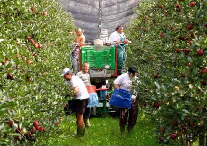 Voucher in agricoltura, Coldiretti plaude il Governo