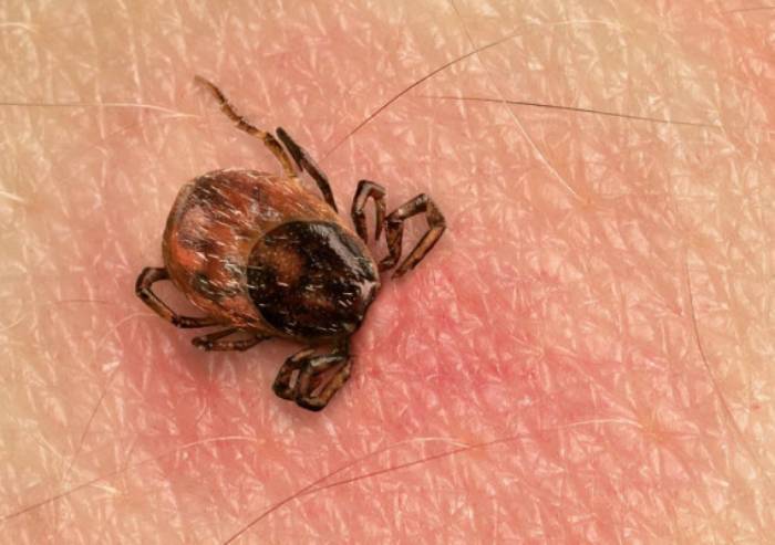 Prevenire e curare l'attacco delle zecche