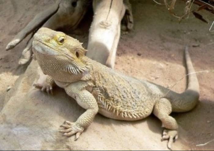 Pettirosso, oltre mille animali salvati nel 2017