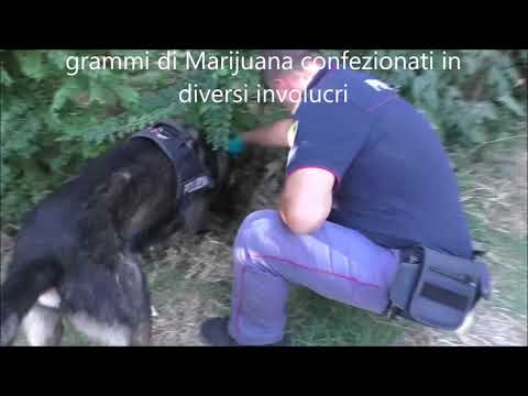 Con il cane Poliziotto al parco XXII aprile a 'caccia' di droga