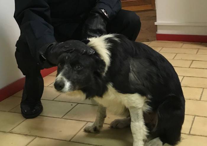 Sevizia e maltratta il cane: denunciato dai Carabinieri