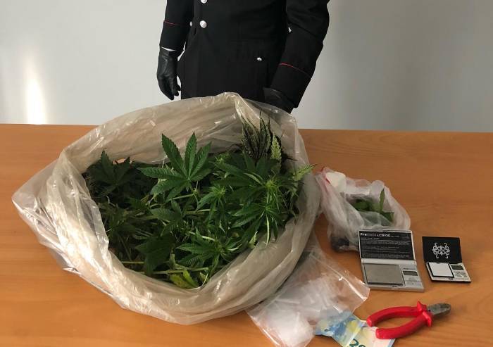 Coltivavano cannabis, denunciati due 18enni carpigiani