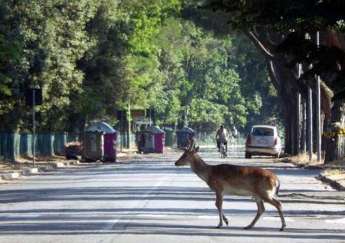 Investe e uccide un Daino in via Emilia Ovest