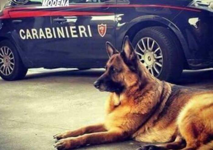 Carpi, blitz carabinieri con unità cinofila: 350 persone controllate