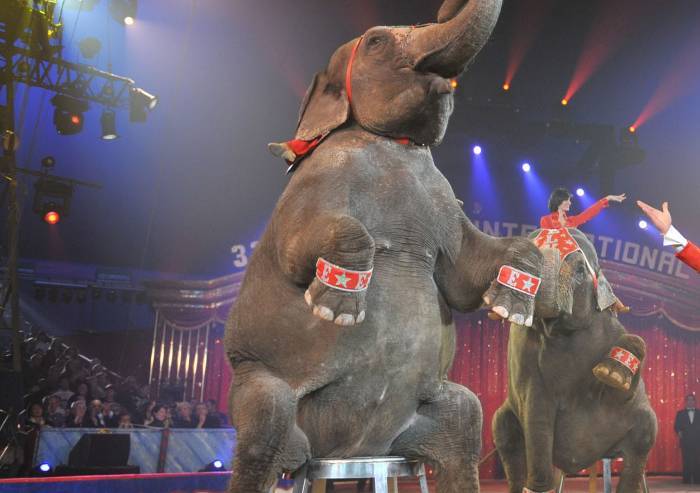 'No alla deportazione degli animali dai circhi'