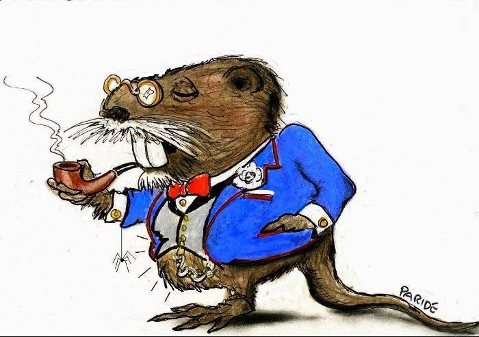 Alluvione 2014, nessuna colpa umana: la Procura colpevolizza le nutrie