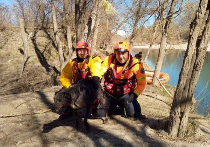 Cane cieco cade nel fiume: salvato dai vigili del fuoco