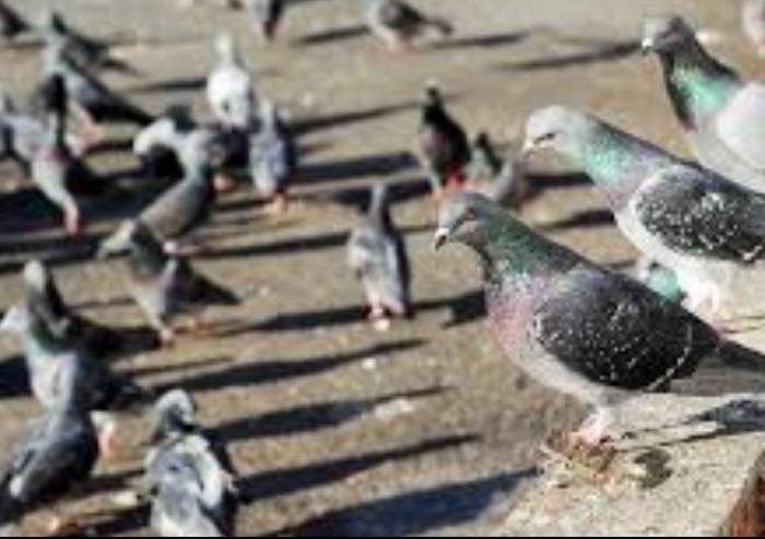 Il Comune lancia la battaglia per la sterilità (o quasi) dei piccioni