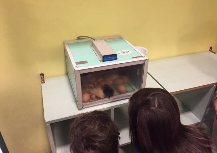 Bastiglia, alla scuola paritaria è già Pasqua: nati i pulcini