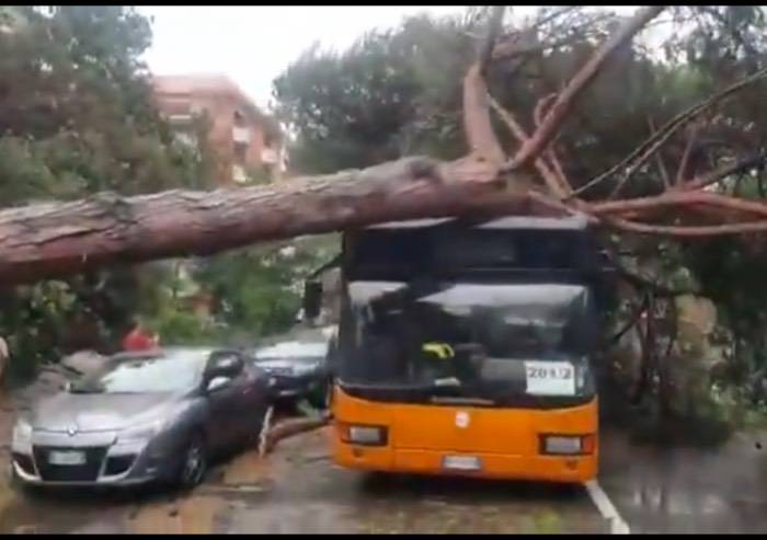 Tempesta a Cervia, 200 pini abbattuti