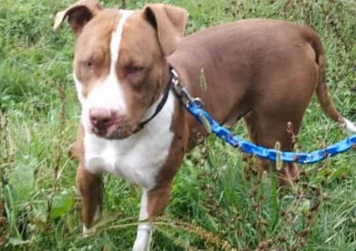 Trattato male, sequestrato dalla proprietaria e portato al canile