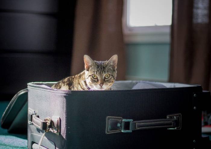 Pet passport, nuove modalità di prenotazione per il rilascio