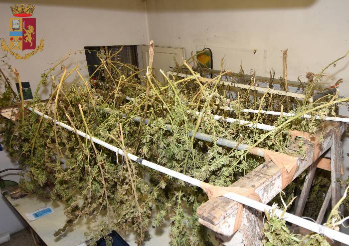 In cortile e in casa piantagione ed essicatoio di cannabis: padre e figlio denunciati