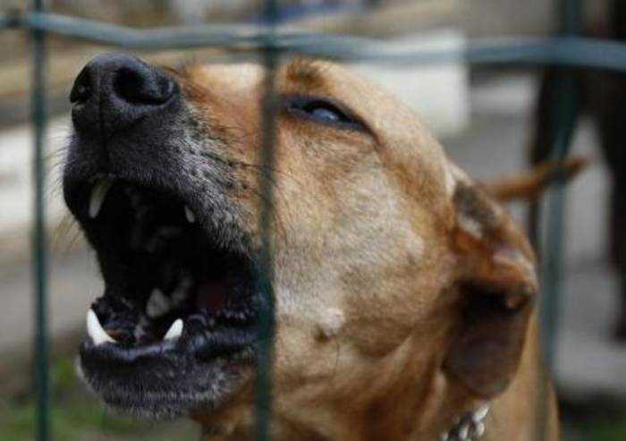 Cane massacrato e ucciso a Modena: Leidaa parte civile