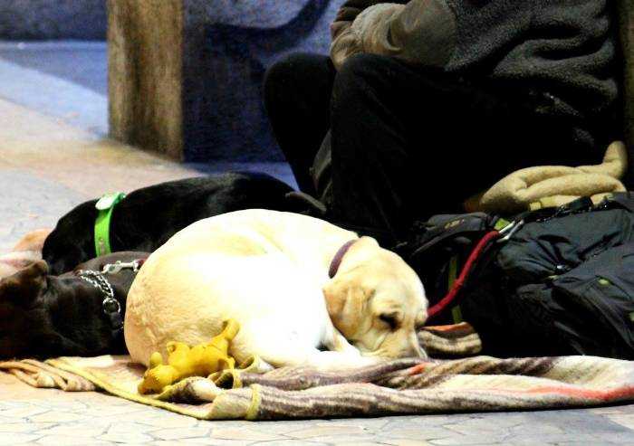 Un cucciolo per chiedere la carità, salvato dai vigili