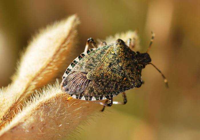 Cimice asiatica: il 6 febbraio associazioni riunite per le soluzioni