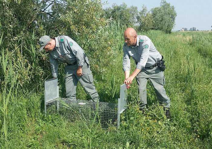 Modena, in un anno i cacciatori hanno ucciso 9mila nutrie