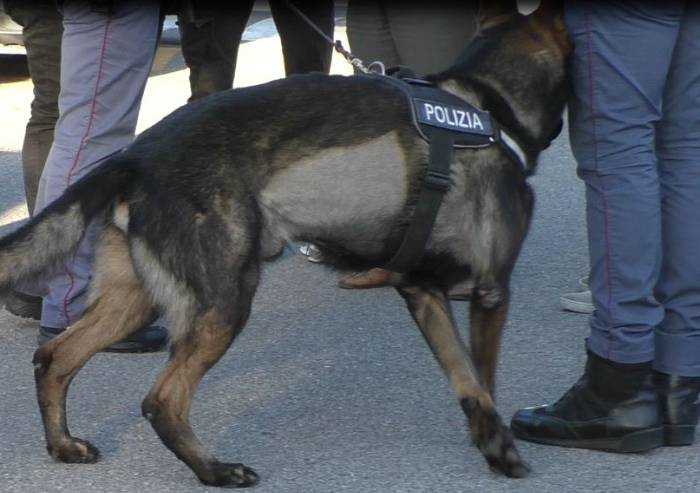 Carpi, al bar con mezzo etto di hashish: arrestato 18enne di Novi