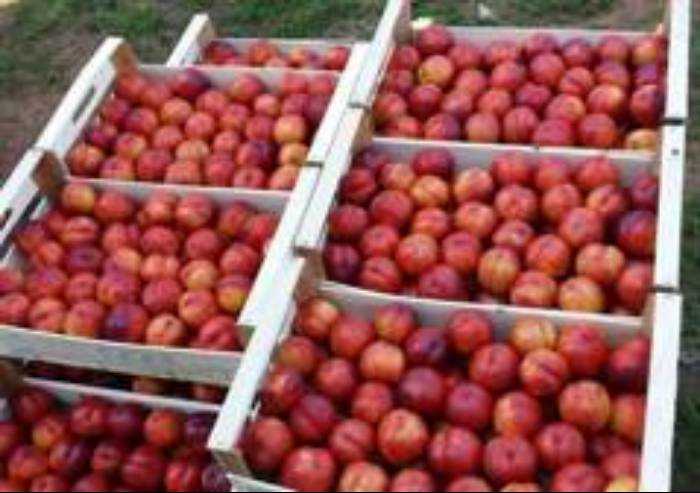 Coronavirus: i primi interventi regionali per le imprese agricole