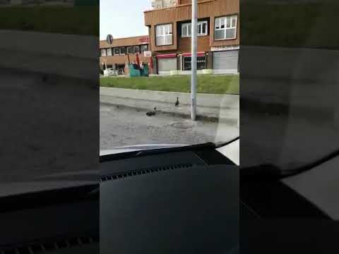 Errenord, anatre e anatroccoli a spasso in una Modena semideserta