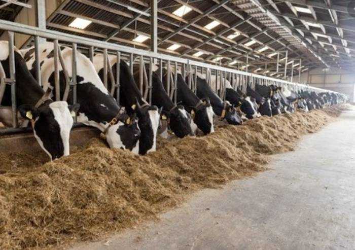 Carenza personale stalle: un progetto per sostituzioni temporanee