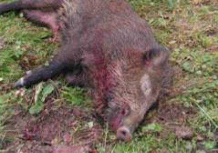 L'Emilia-Romagna apre la caccia al cinghiale