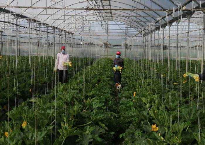 'Aumento frutta e verdura: gli agricoltori sono l'anello debole'