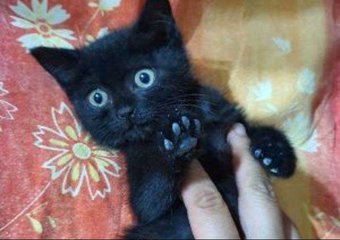 Magreta, 60 cuccioli in attesa di adozione al gattile
