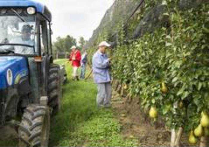 Agricoltura: in ripresa pere e mele ma il settore perde ettari