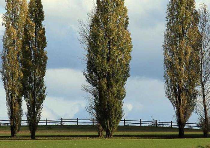 Pioppi Carpi, Consulta ambiente dice no all'abbattimento di massa
