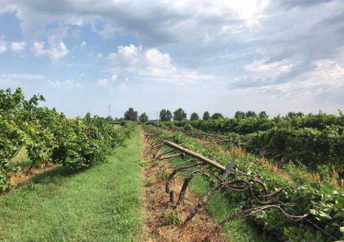 Sos Coldiretti Modena: 'Dopo il temporale strage di frutta'